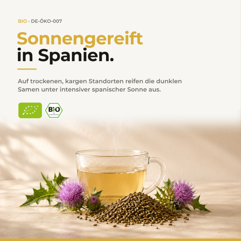 Sonnengereift in Spanien: dampfende Tasse Mariendisteltee mit Samenhaufen und Distelblüten