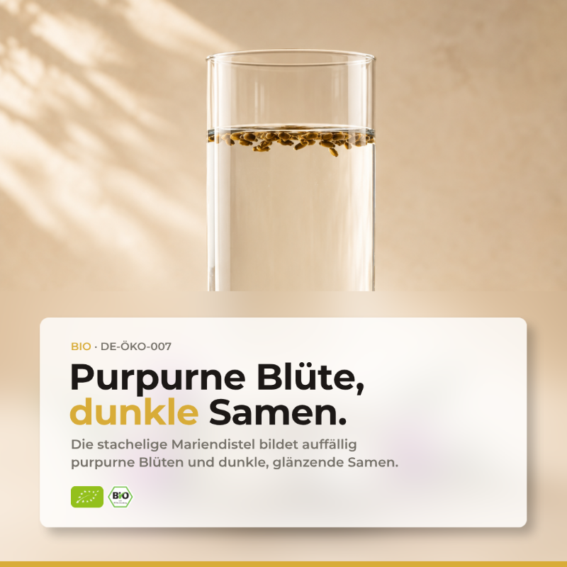 Purpurne Blüte, dunkle Samen: Glas Wasser mit schwimmenden Bio Mariendistelsamen