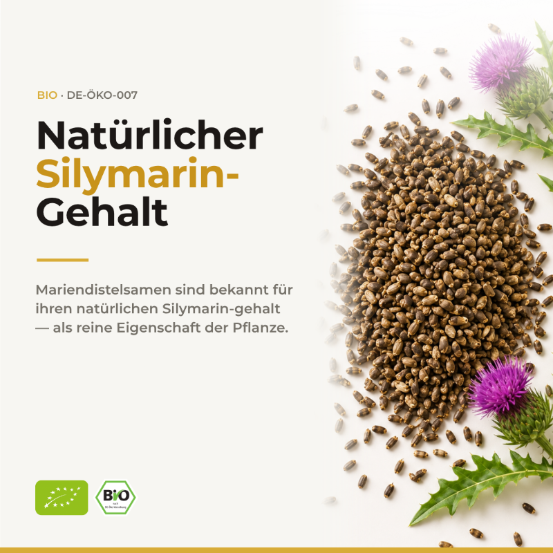 Natürlicher Silymarin-Gehalt: Haufen Bio Mariendistelsamen mit violetten Distelblüten